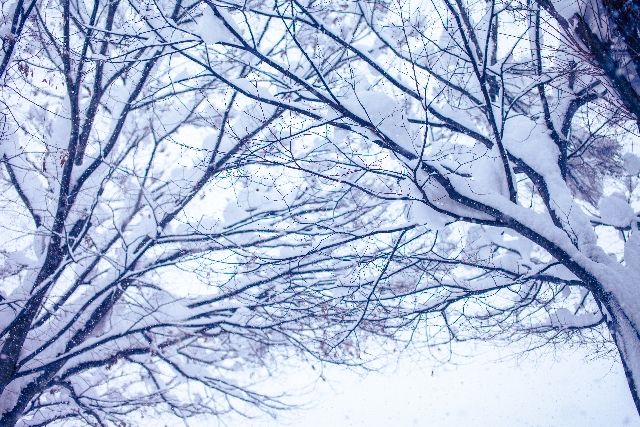 ラニーニャ現象だと冬は降雪量が多い？日本への影響は？